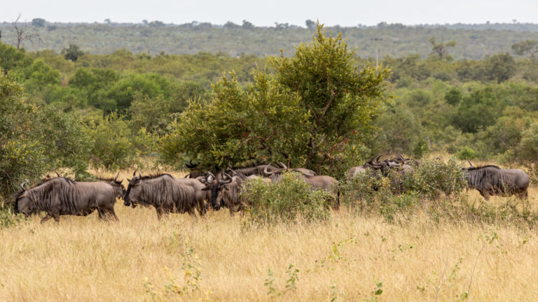Best Seat Covers for Mining Vehicles in Limpopo