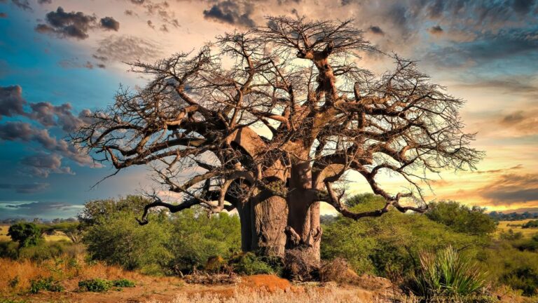 Best Seat Covers for Lodge Transfer Vehicles in Limpopo