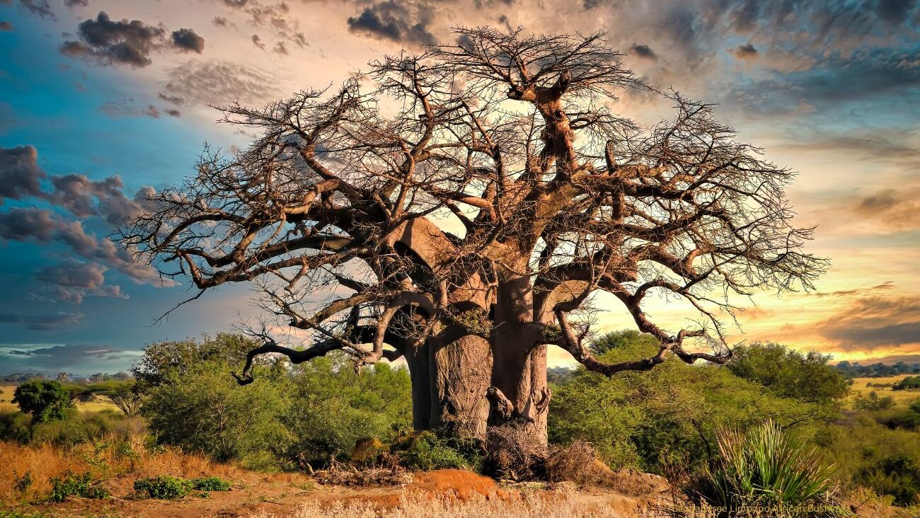 Best Seat Covers for Lodge Transfer Vehicles in Limpopo