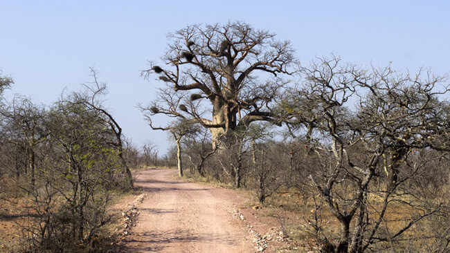 Seat Covers in Alldays