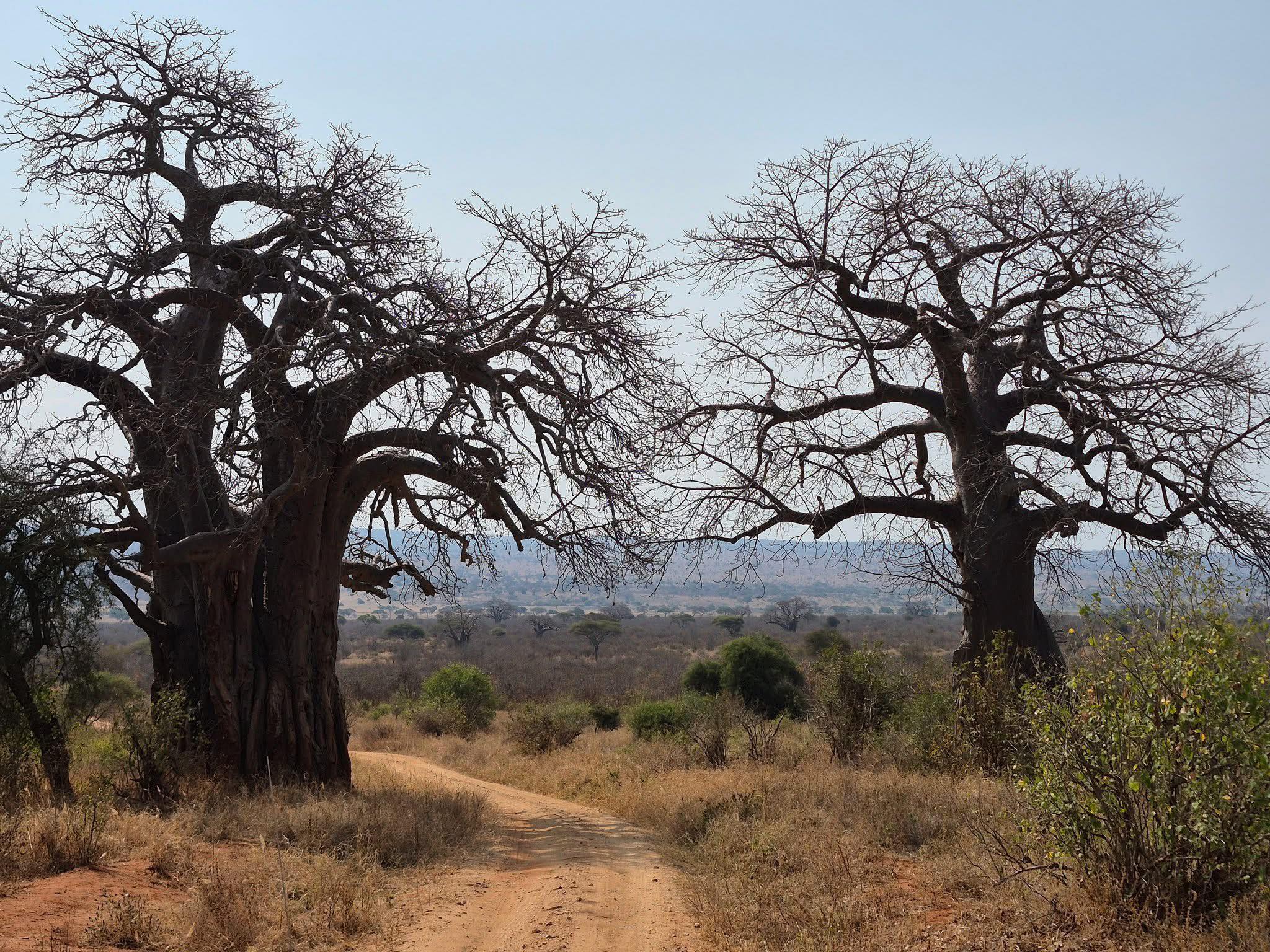 Seat Covers in Alldays
