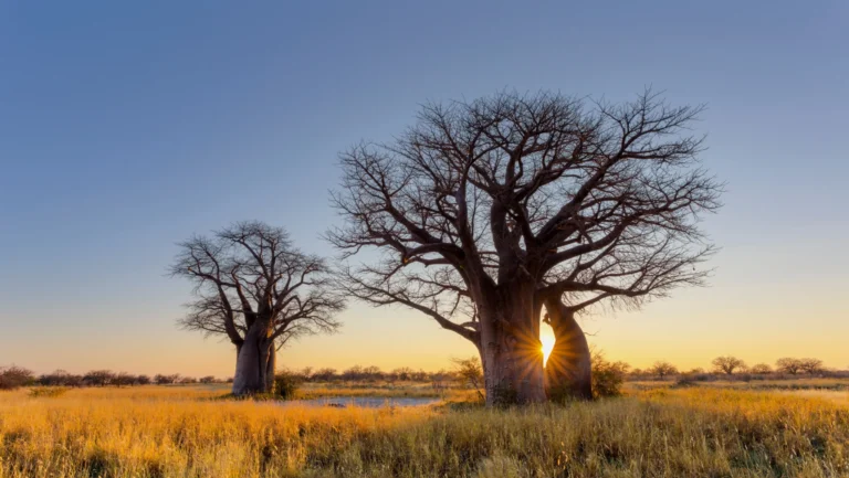 How to Choose Seat Covers for Rural Limpopo Roads