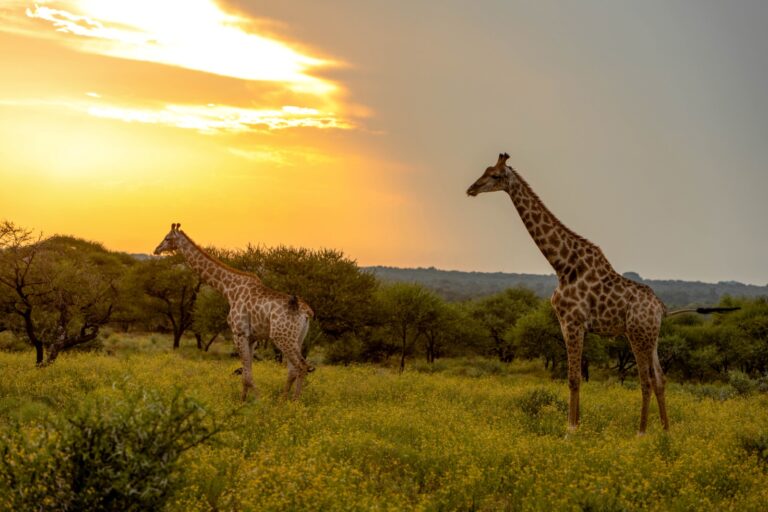 Limpopo Safari & Game Viewer Seat Covers