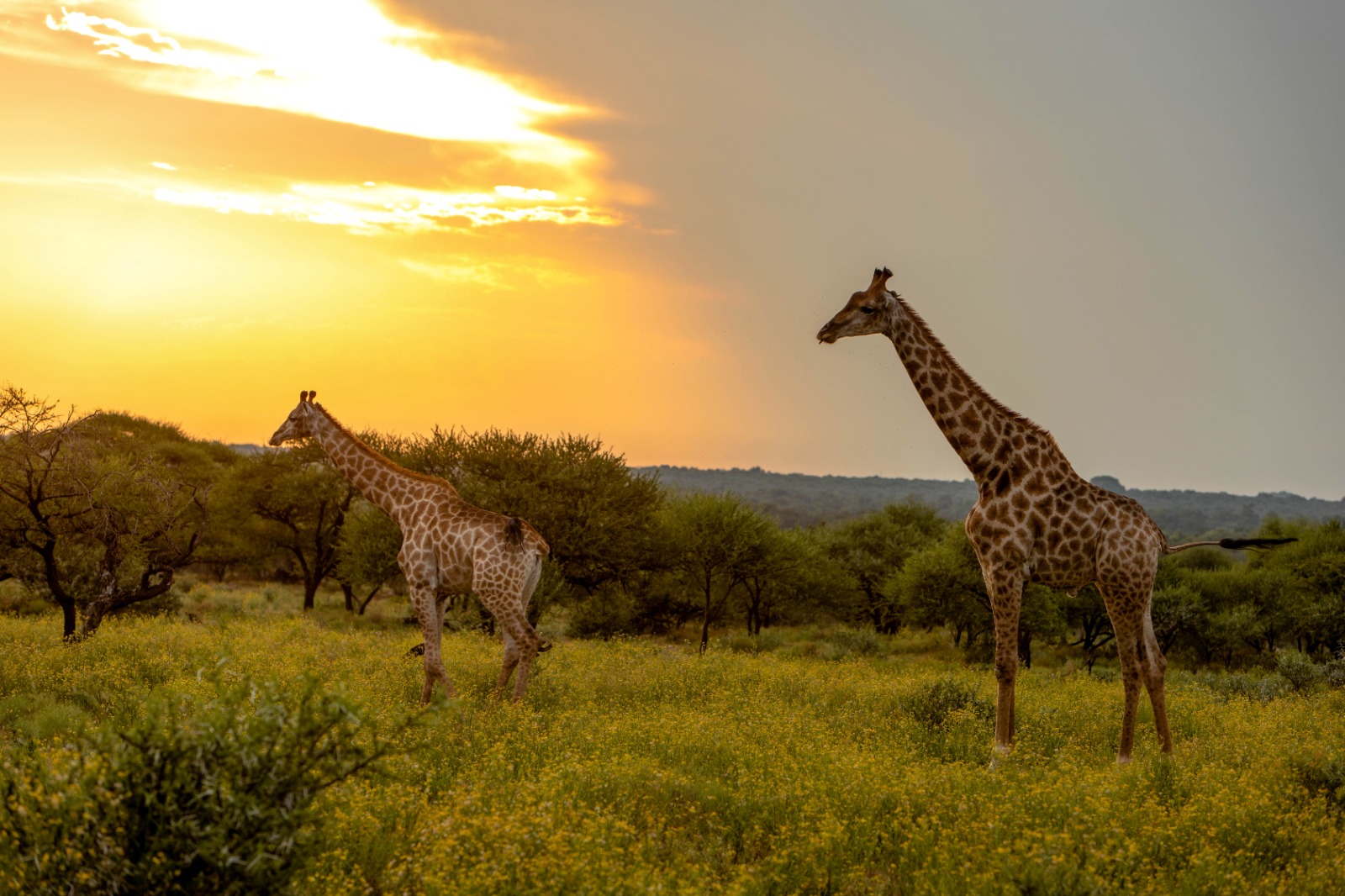 Read more about the article Limpopo Safari & Game Viewer Seat Covers for Lodges, Game Farms & Tourism Vehicles