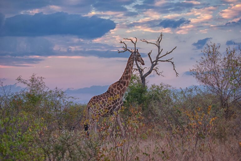 Mpumalanga Safari Vehicle Seat Covers