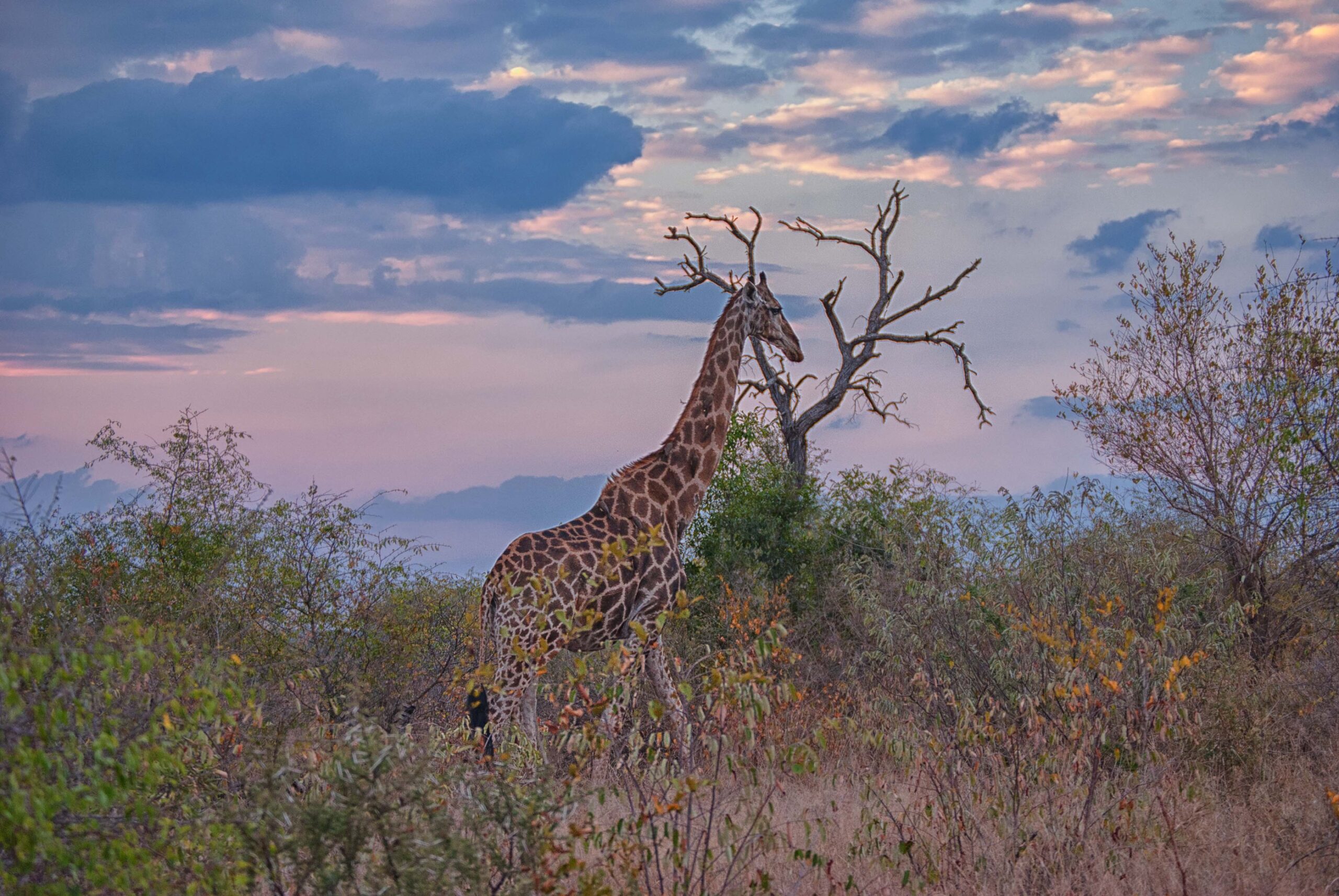 Mpumalanga Safari Vehicle Seat Covers
